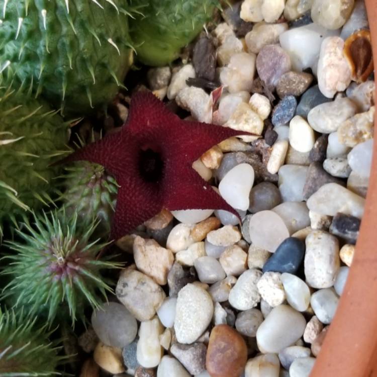 Plant image Huernia pillansii