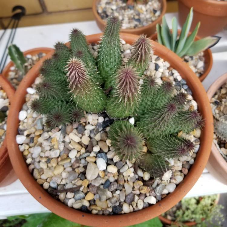 Plant image Huernia pillansii