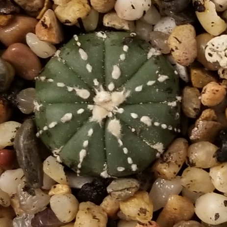 Plant image Astrophytum