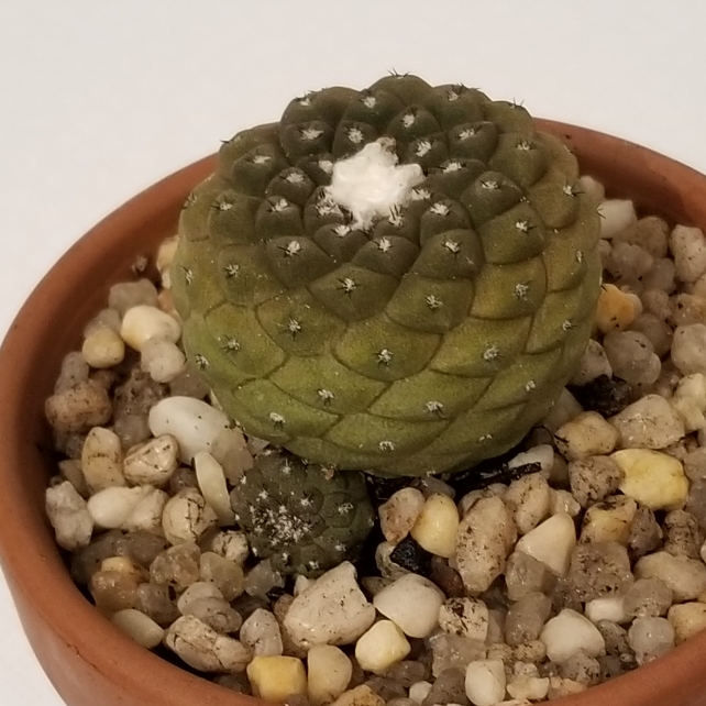 Plant image Copiapoa hypogaea