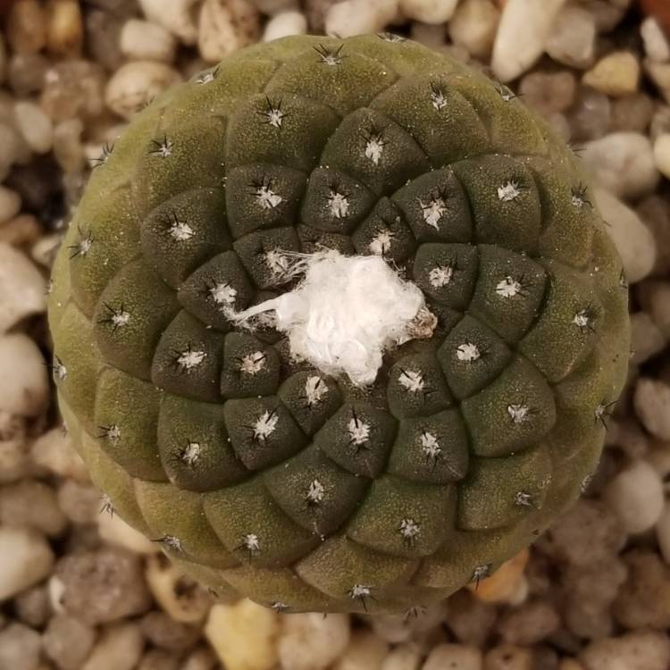 Plant image Copiapoa hypogaea