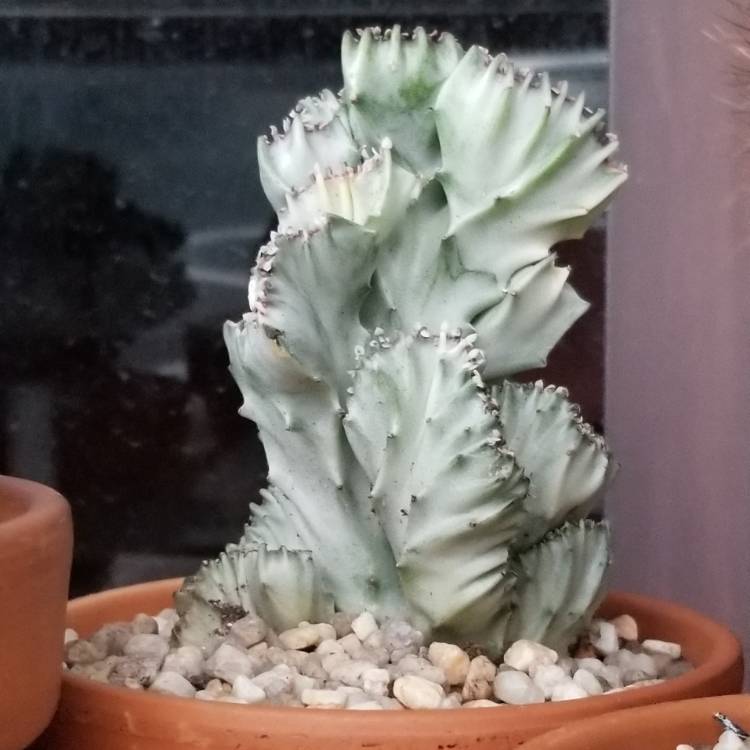 Plant image Euphorbia lactea 'White Ghost'