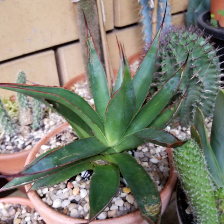 Plant image Agave 'Blue Glow'