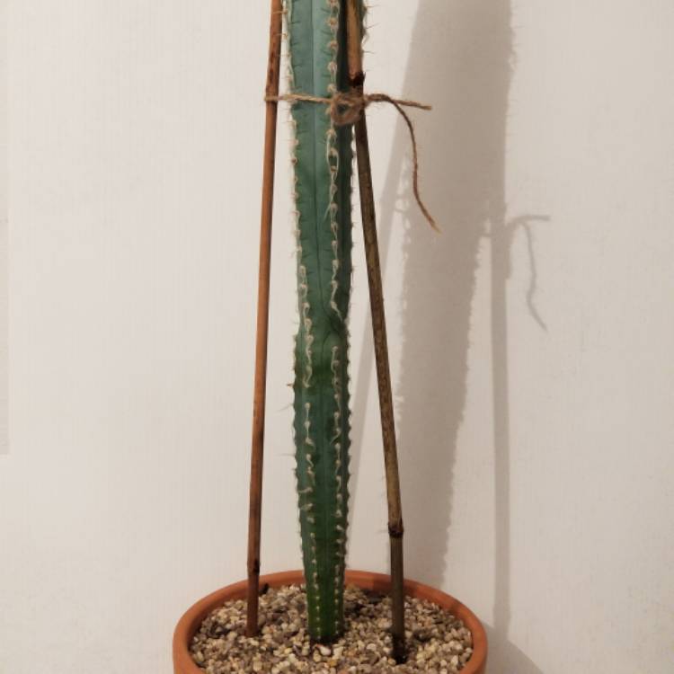 Plant image pilosocereus leucocephalus