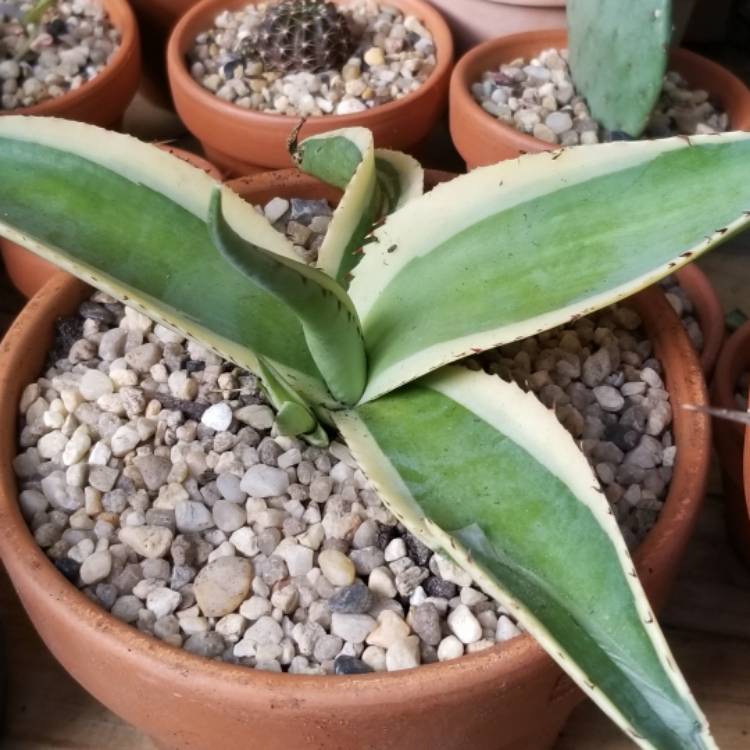 Plant image Agave guiengola 'Creme Brule'