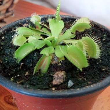 Venus Fly Trap