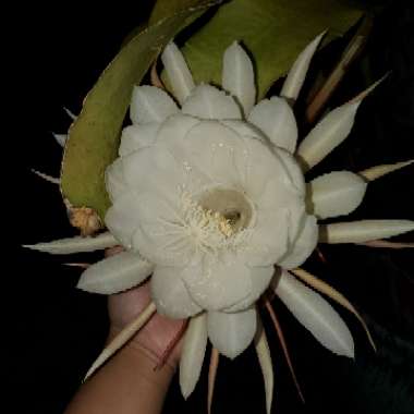 Epiphyllum