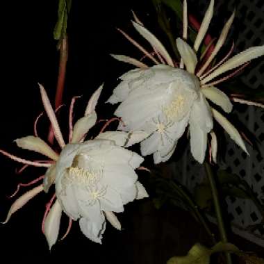 Epiphyllum