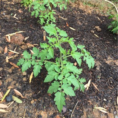 Tomato 'Tumbling Tigress' (Trailing Plum Tomato)