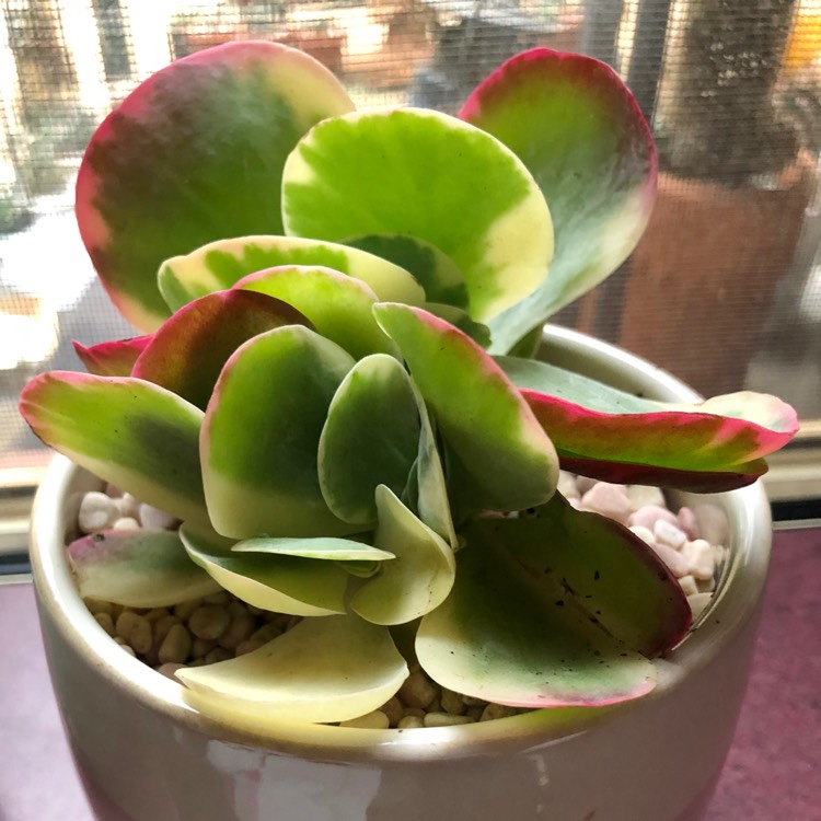 Plant image Kalanchoe Thyrsiflora Variegated