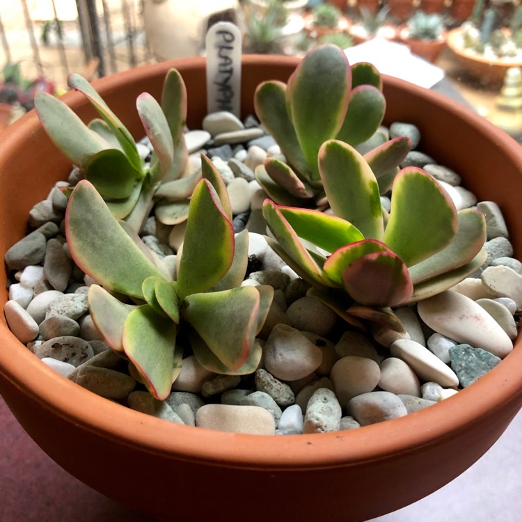 Plant image Crassula platyphylla variegated