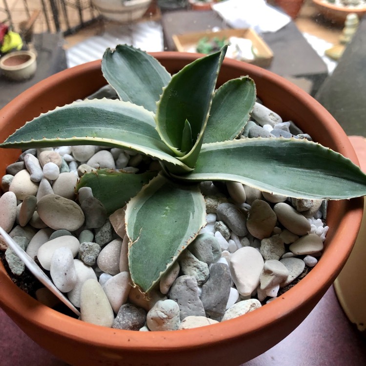 Plant image Agave Gypsophila