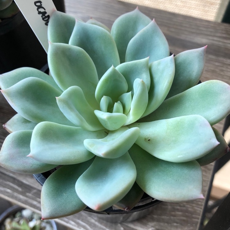 Plant image Echeveria Avocado Cream 