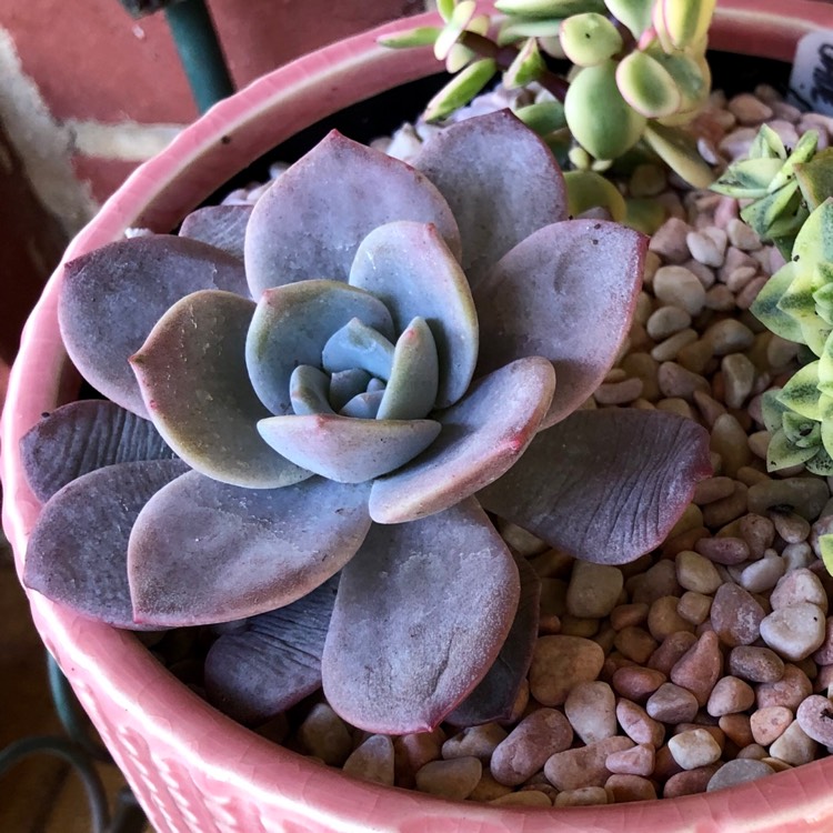 Plant image xGraptoveria Laui Pink