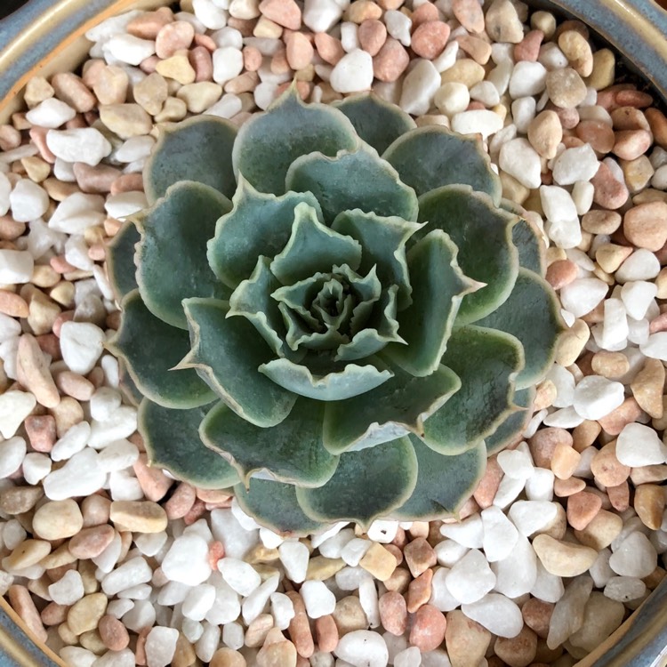 Plant image Echeveria Simulans Ascension