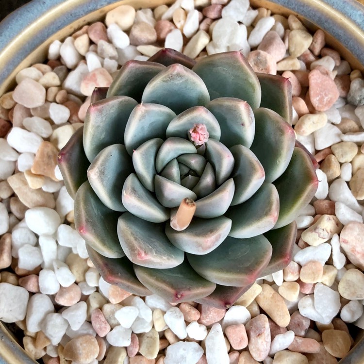 Plant image Echeveria Alba Beauty