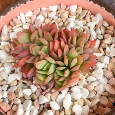 Echeveria Low