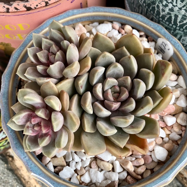 Plant image xGraptoveria Pebbles