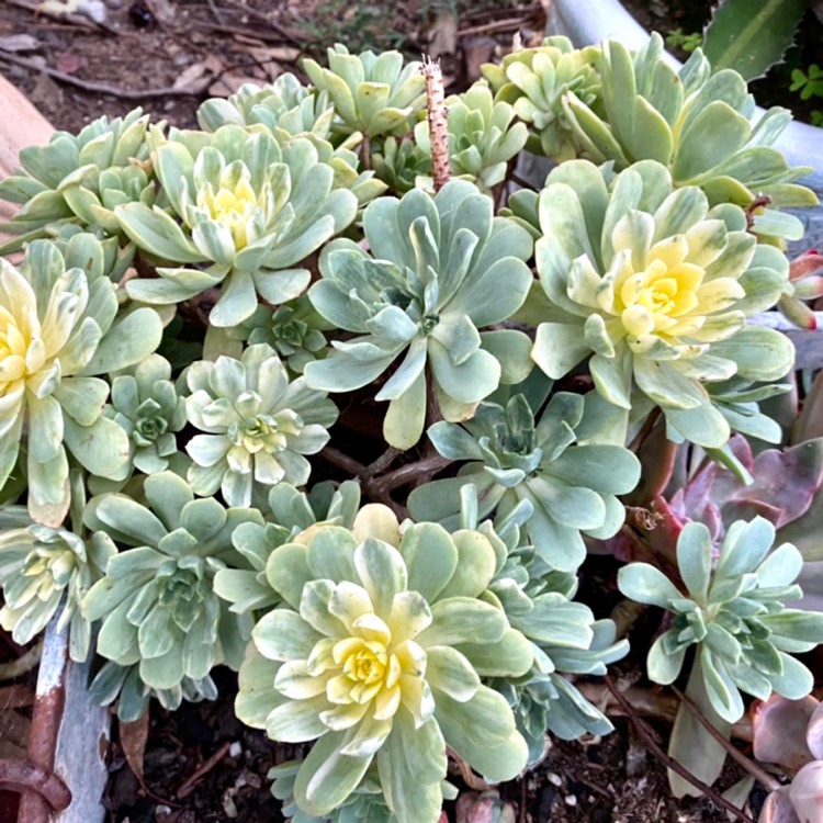 plant image 1304231