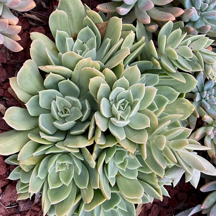 Plant image Echeveria Lemon And Lime