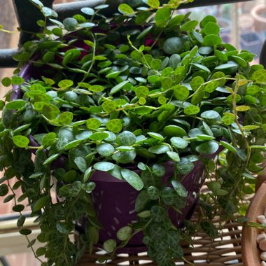 Peperomia prostrata