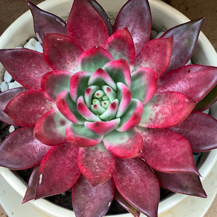 Plant image Echeveria Agavoides Frank Reinelt