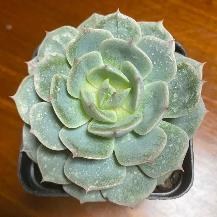 Plant image Echeveria Deresina