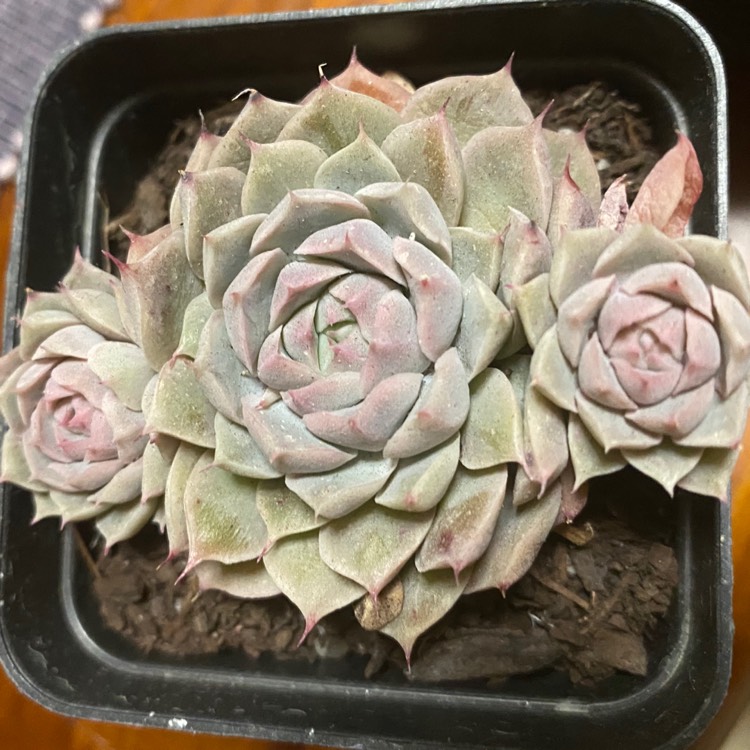 Plant image Echeveria Hyalina