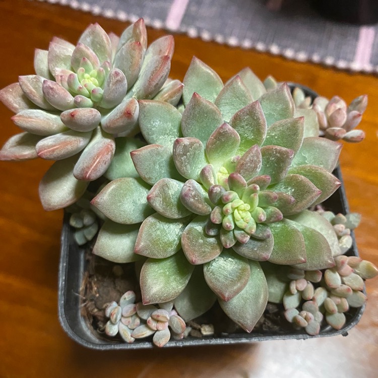 Plant image Echeveria Amoena