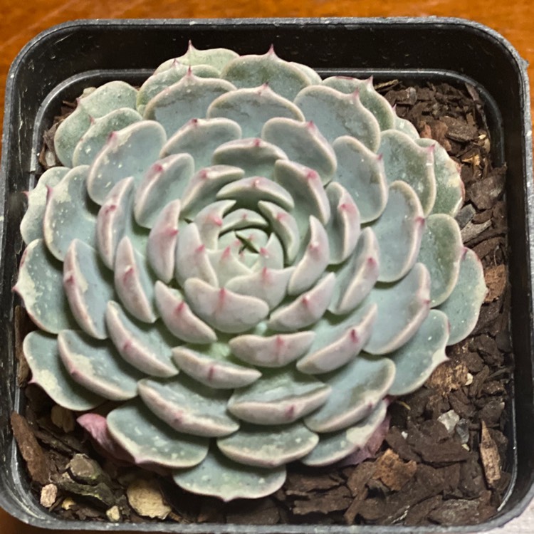 Plant image Echeveria Tuxpan