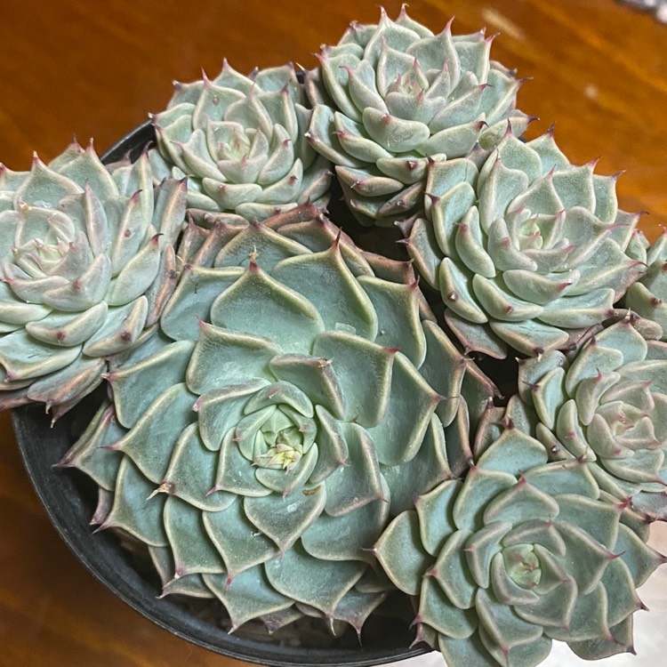 Plant image Echeveria Halbingeri