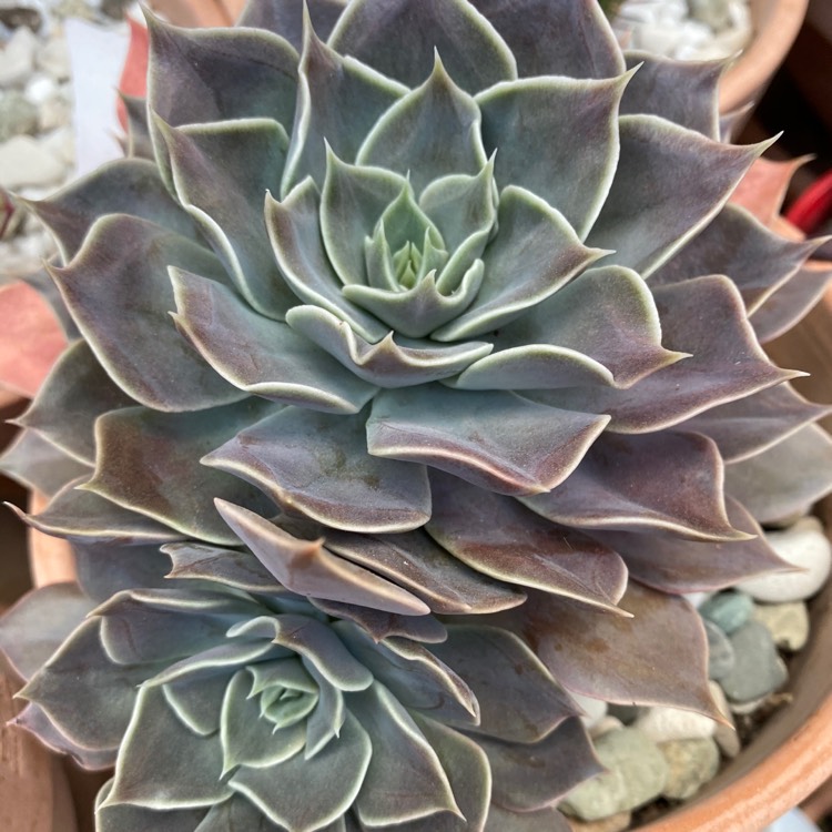 Plant image Echeveria Linda Jean