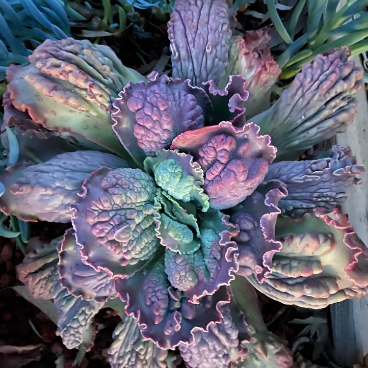 Plant image Echeveria Bumps