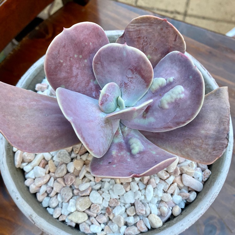 Plant image Echeveria Gibbiflora x Caronculata