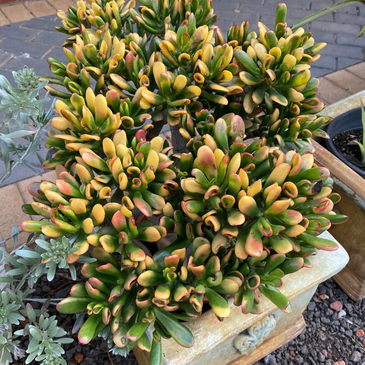 Plant image Crassula Ovata Gollum Variegata