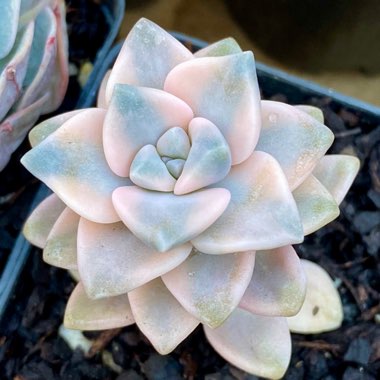 xGraptoveria Titubans Variegata