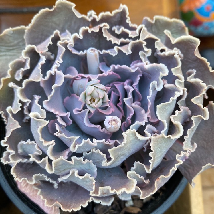 Plant image Echeveria Shaviana Hime