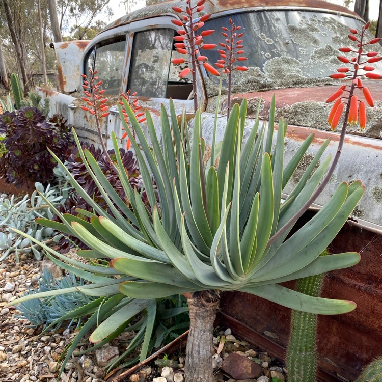 Plant image Aloe Plicatilis