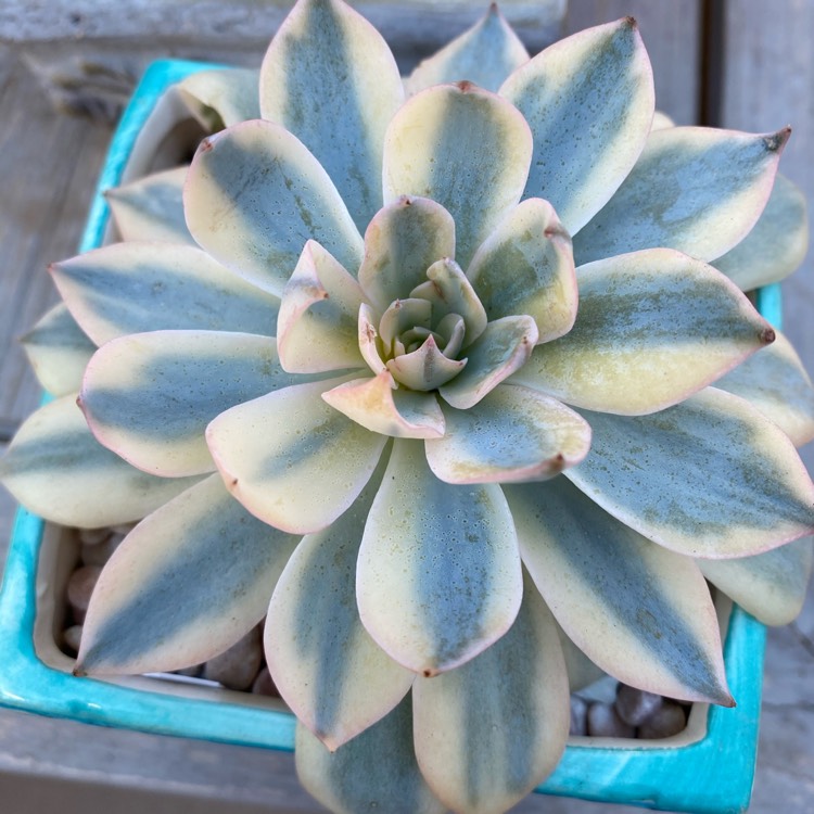 Plant image Echeveria Subsessilis Variegated