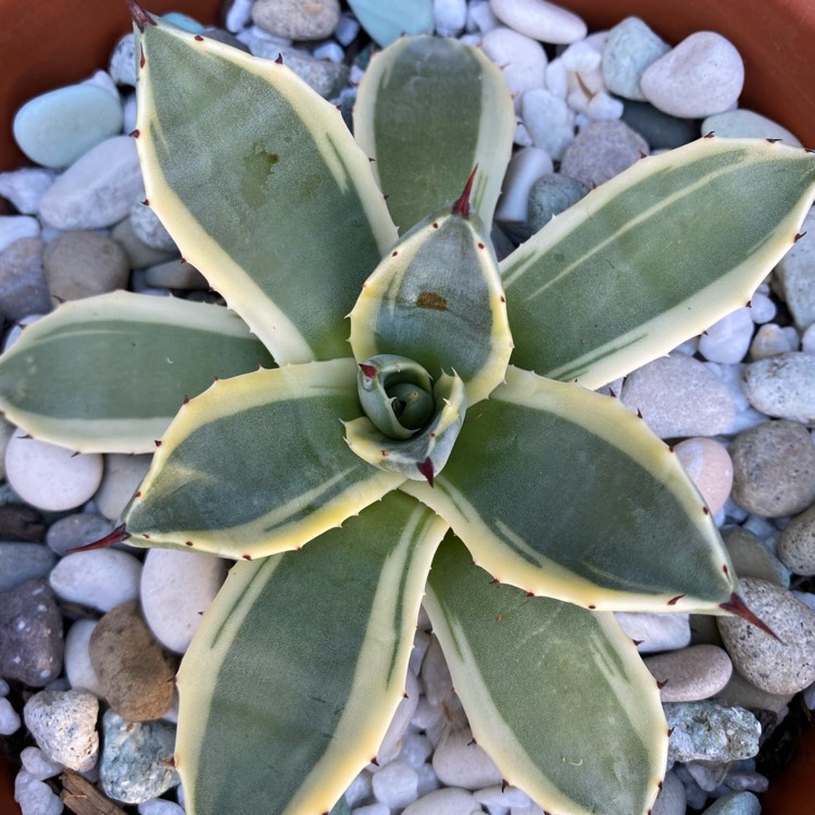 Plant image Agave Applanta Cream Spike