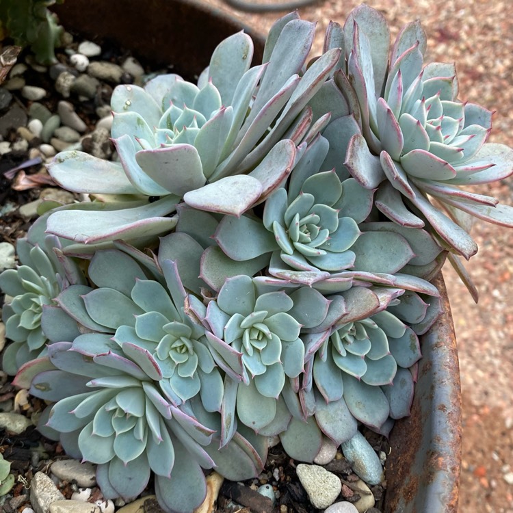 Plant image Echeveria Laulensis