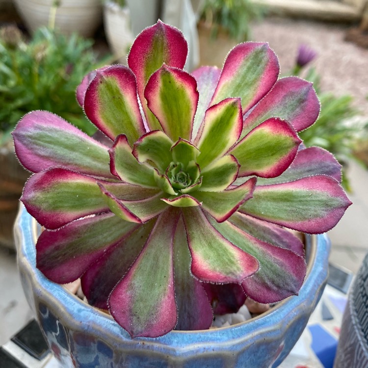 Plant image Aeonium 'Mardi Gras' 