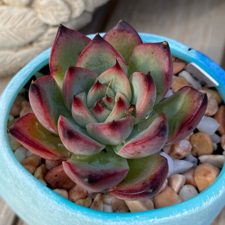 Plant image Echeveria Fire Pillar