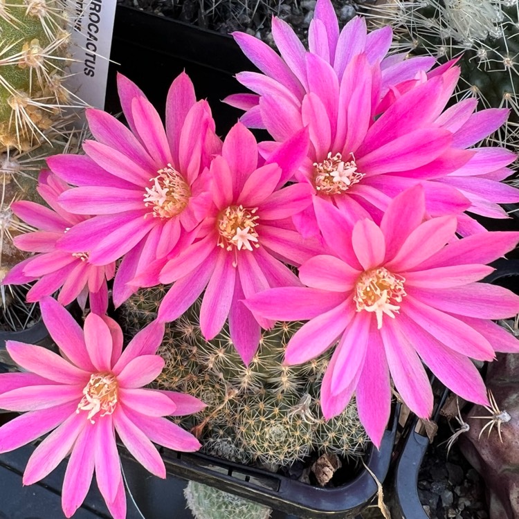 Plant image Rebutia Pink Sensation