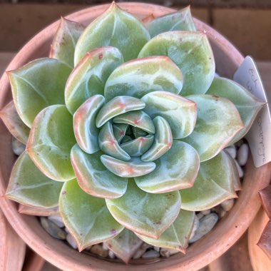 Echeveria 'Champagne'