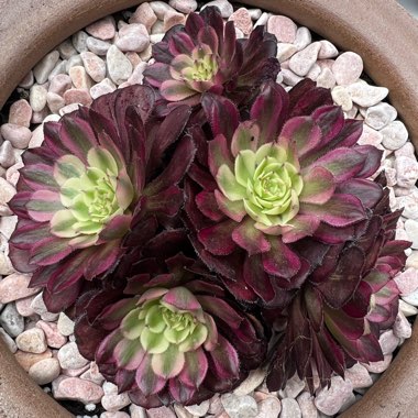 Aeonium 'Mardi Gras'