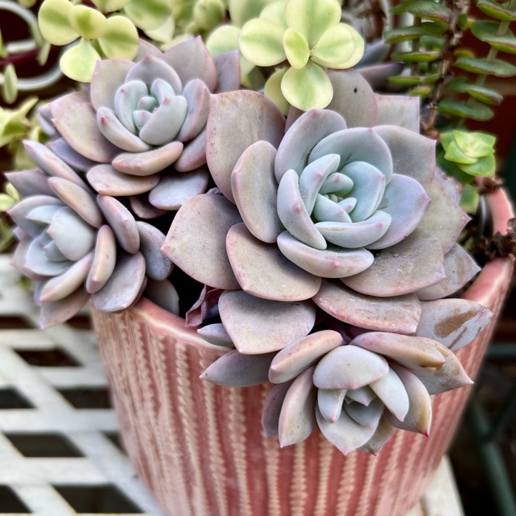 Plant image xGraptoveria Laui Pink