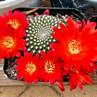 Rebutia 'Krainziana'