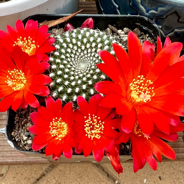 Plant image Rebutia minuscula 'Krainziana' syn. Rebutia krainziana