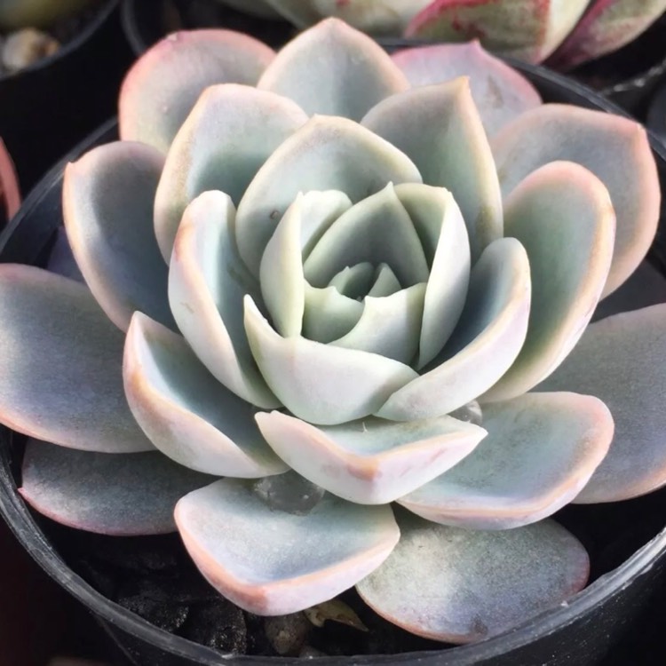 Plant image Echeveria Big Blue